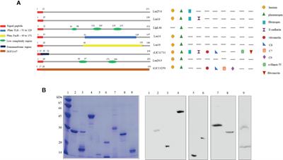 Immunoprotective Activity Induced by Leptospiral Outer Membrane Proteins in Hamster Model of Acute Leptospirosis